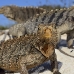 iguana_cuban_jar_v_2102_cub5216.jpg